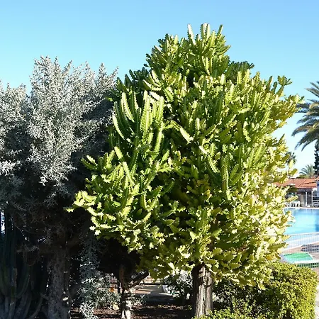 Apartment Plaing01 Playa del Ingles (Gran Canaria)