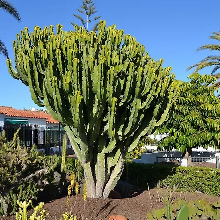 Plaing01 * Playa del Ingles (Gran Canaria)